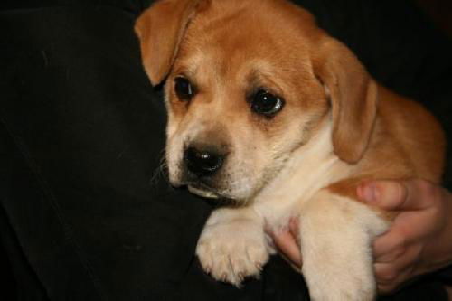 Zd Litter-Sophia-ADOPTED 2.8.12