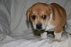 Zd Litter-Sophia-ADOPTED 2.8.12