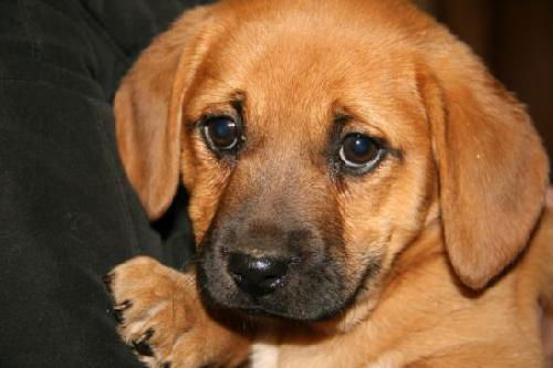 Zd Litter-Sasha - ADOPTED 02.24.12