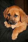 Zd Litter-Sasha - ADOPTED 02.24.12