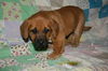 Zd Litter-Sasha - ADOPTED 02.24.12