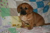 Zd Litter-Sasha - ADOPTED 02.24.12