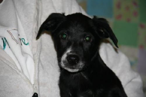 Ae Litter-Izzy-ADOPTED-2.15.12