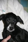 Ae Litter-Izzy-ADOPTED-2.15.12