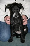 Ae Litter-Izzy-ADOPTED-2.15.12