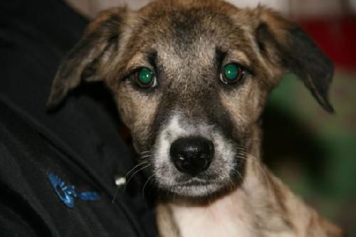 Ae Litter-Ivy-ADOPTED-2.15.12