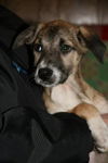 Ae Litter-Ivy-ADOPTED-2.15.12