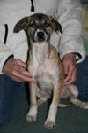 Ae Litter-Ivy-ADOPTED-2.15.12