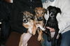 Ae Litter-Ivy-ADOPTED-2.15.12