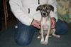 Ae Litter-Ivy-ADOPTED-2.15.12