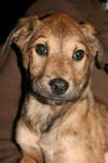 Ae Litter-Ivan-ADOPTED-3.17.12