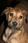 Ae Litter-Ivan-ADOPTED-3.17.12