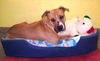 Adonis-ADOPTED-4.21.12