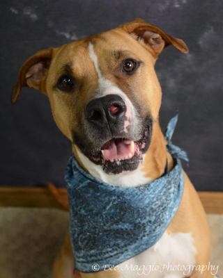 Adonis-ADOPTED-4.21.12