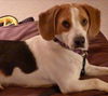 Snoopy - ADOPTED 8.5.16