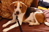 Snoopy - ADOPTED 8.5.16