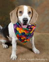 Snoopy - ADOPTED 8.5.16