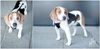 Snoopy - ADOPTED 8.5.16