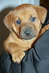 Be Litter-Drew-ADOPTED-2.24.12