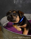 Be Litter-Devon-ADOPTED-4.4.12