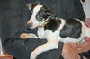 Ce Litter-Carson-ADOPTED-2.22.12