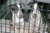 Ce Litter-Carson-ADOPTED-2.22.12