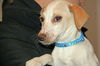 Ce Litter-Chelsea-ADOPTED-2.28.12