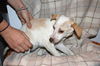 Ce Litter-Chelsea-ADOPTED-2.28.12