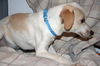 Ce Litter-Chelsea-ADOPTED-2.28.12