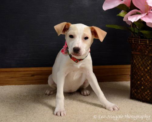 Ce Litter-Chelsea-ADOPTED-2.28.12