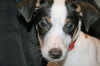 Ce Litter Courtney - ADOPTED 02.08.12