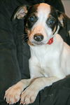 Ce Litter Courtney - ADOPTED 02.08.12