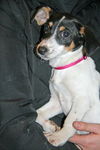 Ce Litter Collette - ADOPTED 02.08.12