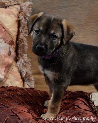 De Litter-Cocoa - ADOPTED 02.18.12