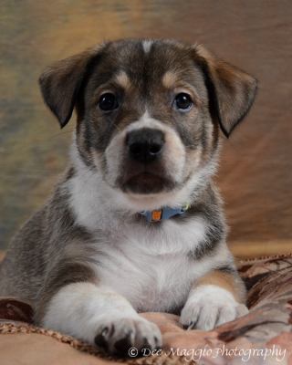 De Litter-Jasper - ADOPTED 02.17.12