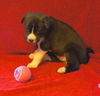 Ee Litter Aleutia - ADOPTED 02.19.12