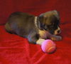 Ee Litter Aiyanna - ADOPTED 02.29.12