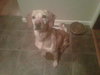 Penny-ADOPTED 03.05.12