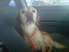 Penny-ADOPTED 03.05.12