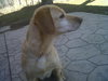 Penny-ADOPTED 03.05.12