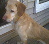 Penny-ADOPTED 03.05.12