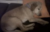 Penny-ADOPTED 03.05.12