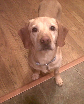 Penny-ADOPTED 03.05.12