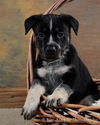 De Litter-Jinx - ADOPTED 02.22.12