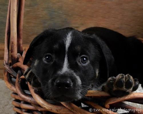 De Litter-Jinx - ADOPTED 02.22.12