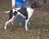 Scout - ADOPTED 04.06.12