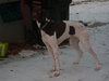 Scout - ADOPTED 04.06.12