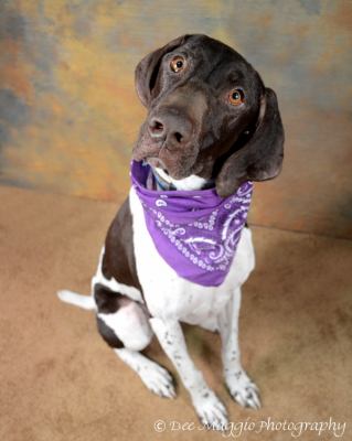 Scout - ADOPTED 04.06.12