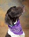 Scout - ADOPTED 04.06.12