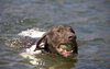 Scout - ADOPTED 04.06.12